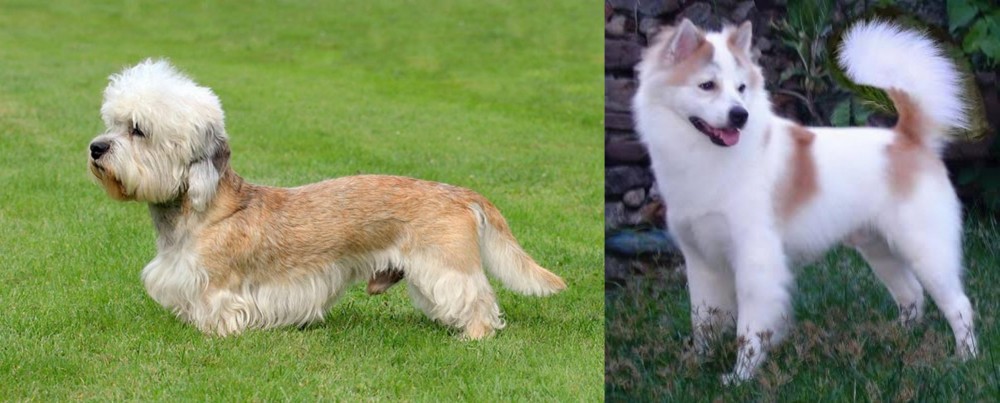 Thai Bangkaew vs Dandie Dinmont Terrier - Breed Comparison
