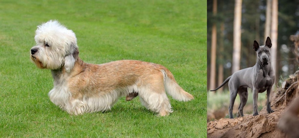 Thai Ridgeback vs Dandie Dinmont Terrier - Breed Comparison