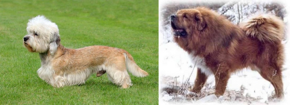 Tibetan Kyi Apso vs Dandie Dinmont Terrier - Breed Comparison