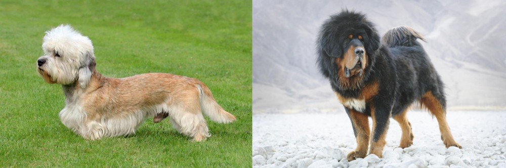 Tibetan Mastiff vs Dandie Dinmont Terrier - Breed Comparison