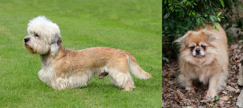 Tibetan Spaniel vs Dandie Dinmont Terrier - Breed Comparison