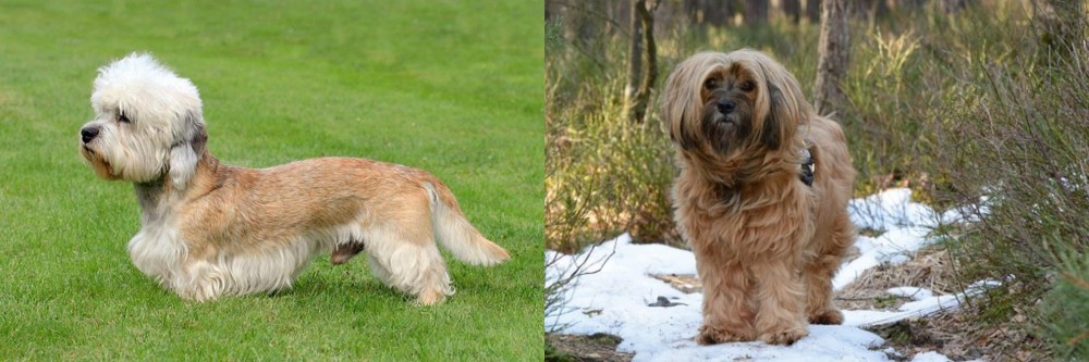 Tibetan Terrier vs Dandie Dinmont Terrier - Breed Comparison