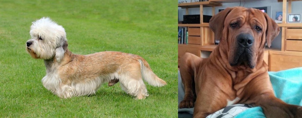 Tosa vs Dandie Dinmont Terrier - Breed Comparison