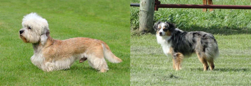 Toy Australian Shepherd vs Dandie Dinmont Terrier - Breed Comparison
