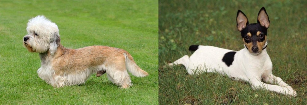 Toy Fox Terrier vs Dandie Dinmont Terrier - Breed Comparison