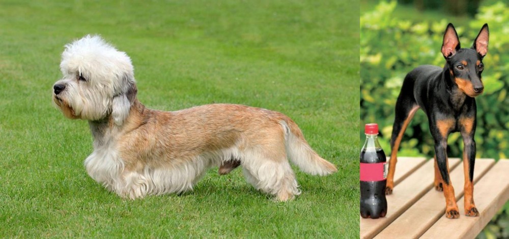 Toy Manchester Terrier vs Dandie Dinmont Terrier - Breed Comparison