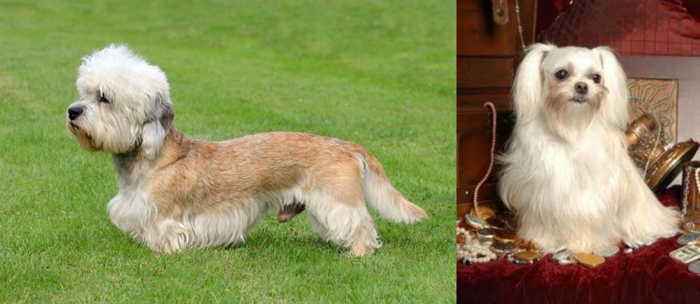 Toy Mi-Ki vs Dandie Dinmont Terrier - Breed Comparison