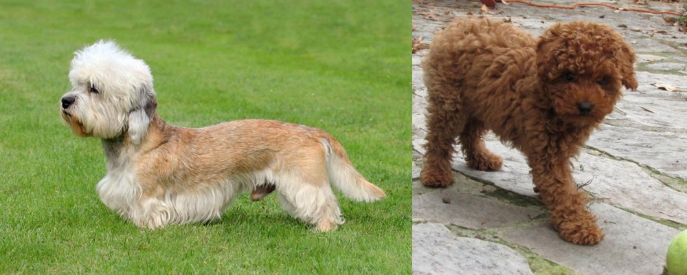 Toy Poodle vs Dandie Dinmont Terrier - Breed Comparison