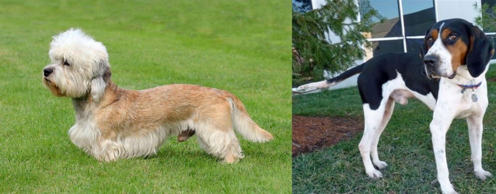 Treeing Walker Coonhound vs Dandie Dinmont Terrier - Breed Comparison