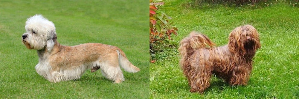 Tsvetnaya Bolonka vs Dandie Dinmont Terrier - Breed Comparison