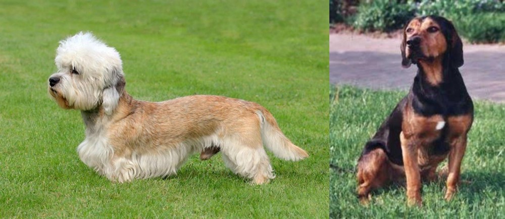 Tyrolean Hound vs Dandie Dinmont Terrier - Breed Comparison