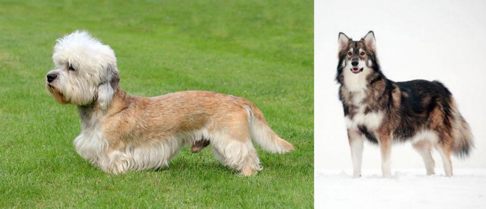 Utonagan vs Dandie Dinmont Terrier - Breed Comparison