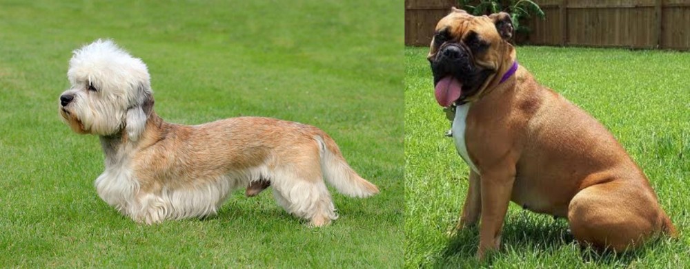 Valley Bulldog vs Dandie Dinmont Terrier - Breed Comparison