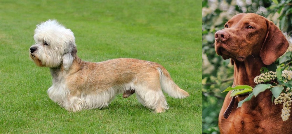 Vizsla vs Dandie Dinmont Terrier - Breed Comparison
