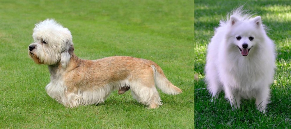 Volpino Italiano vs Dandie Dinmont Terrier - Breed Comparison