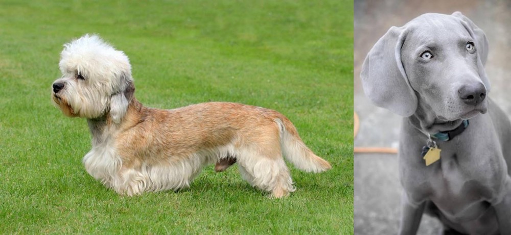 Weimaraner vs Dandie Dinmont Terrier - Breed Comparison
