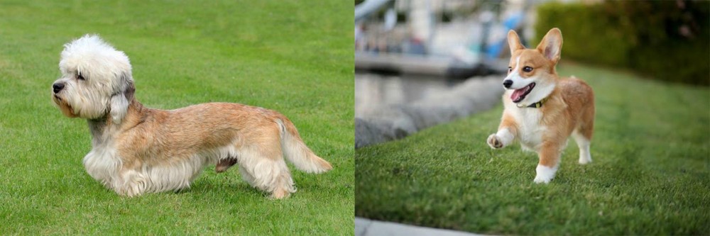 Welsh Corgi vs Dandie Dinmont Terrier - Breed Comparison