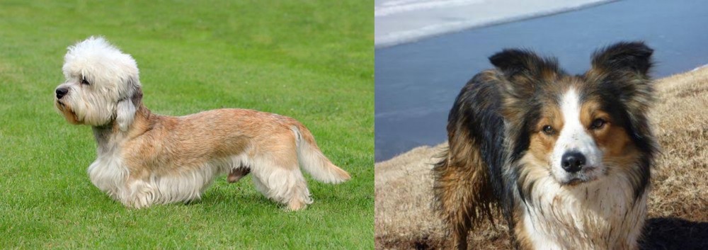 Welsh Sheepdog vs Dandie Dinmont Terrier - Breed Comparison