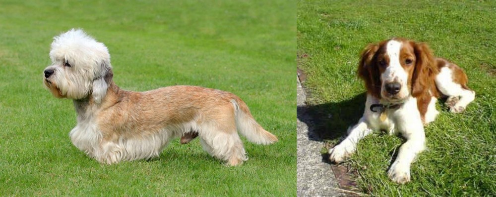 Welsh Springer Spaniel vs Dandie Dinmont Terrier - Breed Comparison