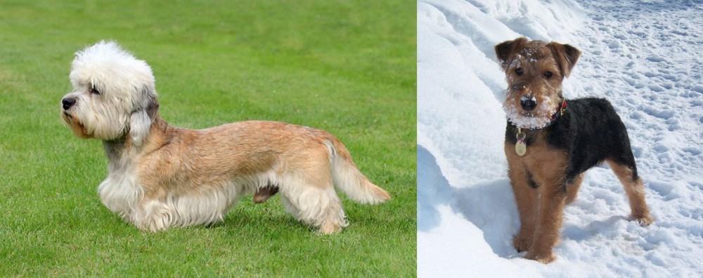 Welsh Terrier vs Dandie Dinmont Terrier - Breed Comparison