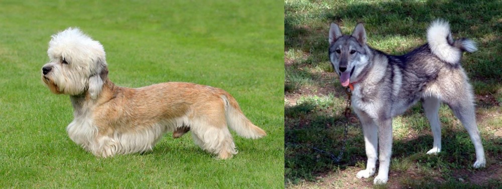 West Siberian Laika vs Dandie Dinmont Terrier - Breed Comparison
