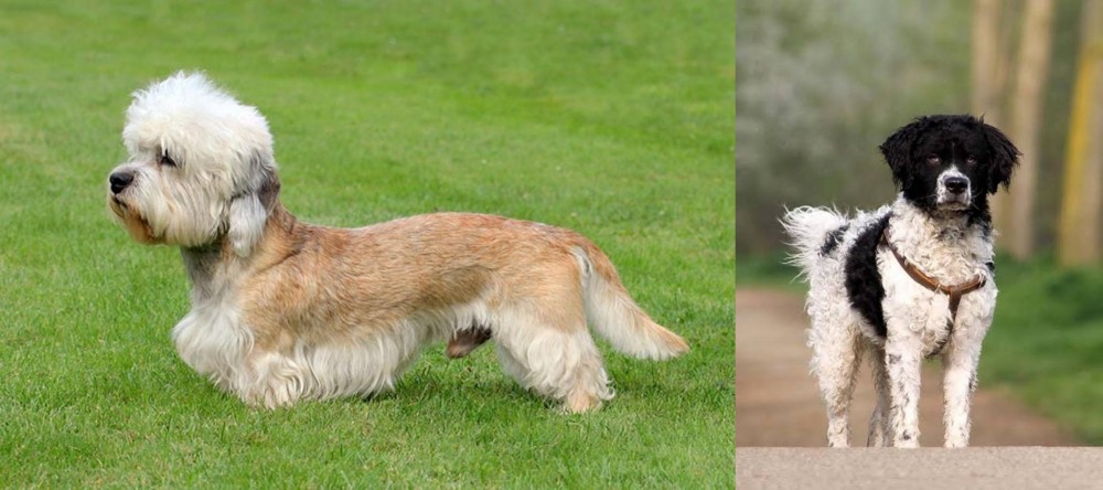 Wetterhoun vs Dandie Dinmont Terrier - Breed Comparison
