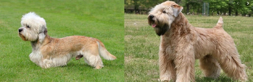 Wheaten Terrier vs Dandie Dinmont Terrier - Breed Comparison