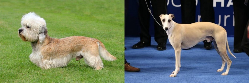 Whippet vs Dandie Dinmont Terrier - Breed Comparison