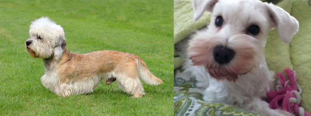 White Schnauzer vs Dandie Dinmont Terrier - Breed Comparison