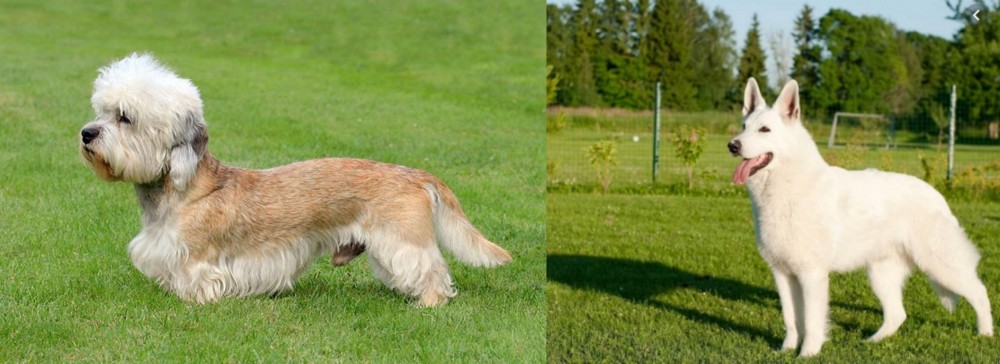 White Shepherd vs Dandie Dinmont Terrier - Breed Comparison