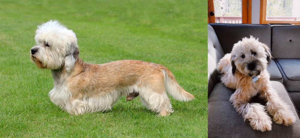 Whoodles vs Dandie Dinmont Terrier - Breed Comparison