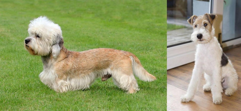 Wire Fox Terrier vs Dandie Dinmont Terrier - Breed Comparison