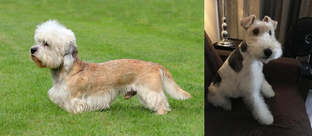 Wire Haired Fox Terrier vs Dandie Dinmont Terrier - Breed Comparison