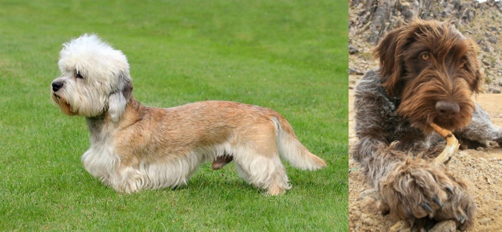 Wirehaired Pointing Griffon vs Dandie Dinmont Terrier - Breed Comparison