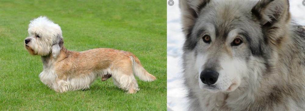 Wolfdog vs Dandie Dinmont Terrier - Breed Comparison