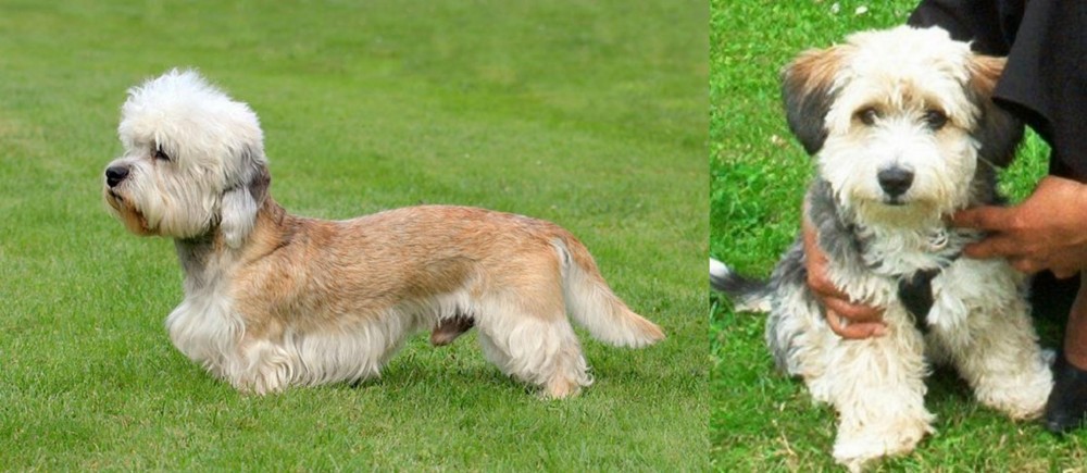 Yo-Chon vs Dandie Dinmont Terrier - Breed Comparison