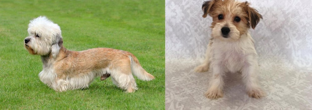 Yochon vs Dandie Dinmont Terrier - Breed Comparison