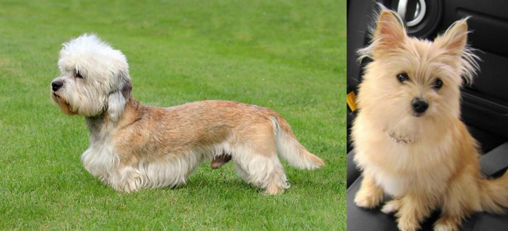 Yoranian vs Dandie Dinmont Terrier - Breed Comparison