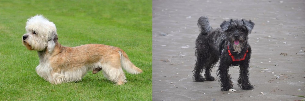 YorkiePoo vs Dandie Dinmont Terrier - Breed Comparison