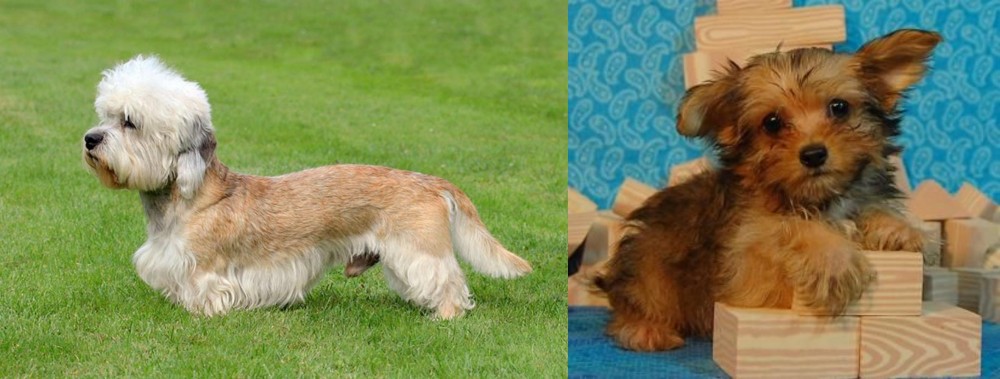 Yorkillon vs Dandie Dinmont Terrier - Breed Comparison