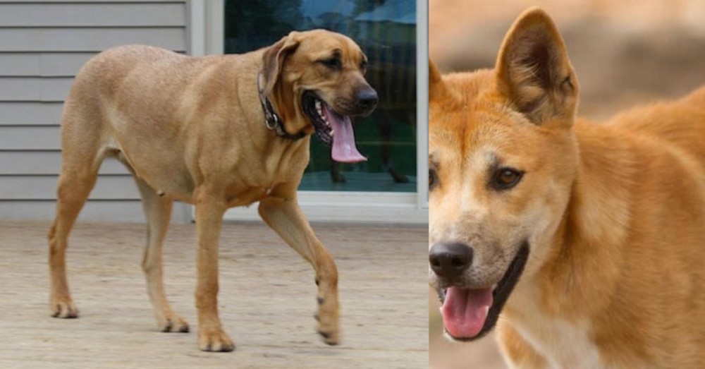 Dingo vs Danish Broholmer - Breed Comparison