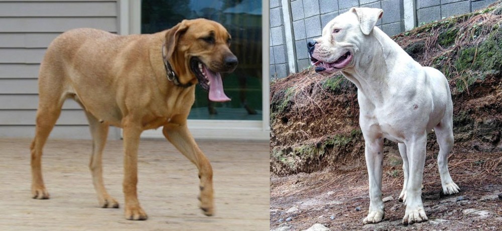 Dogo Guatemalteco vs Danish Broholmer - Breed Comparison