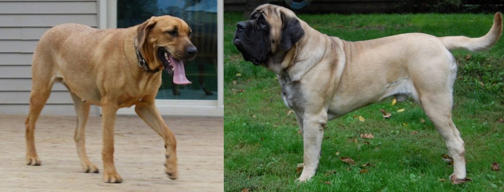 English Mastiff vs Danish Broholmer - Breed Comparison