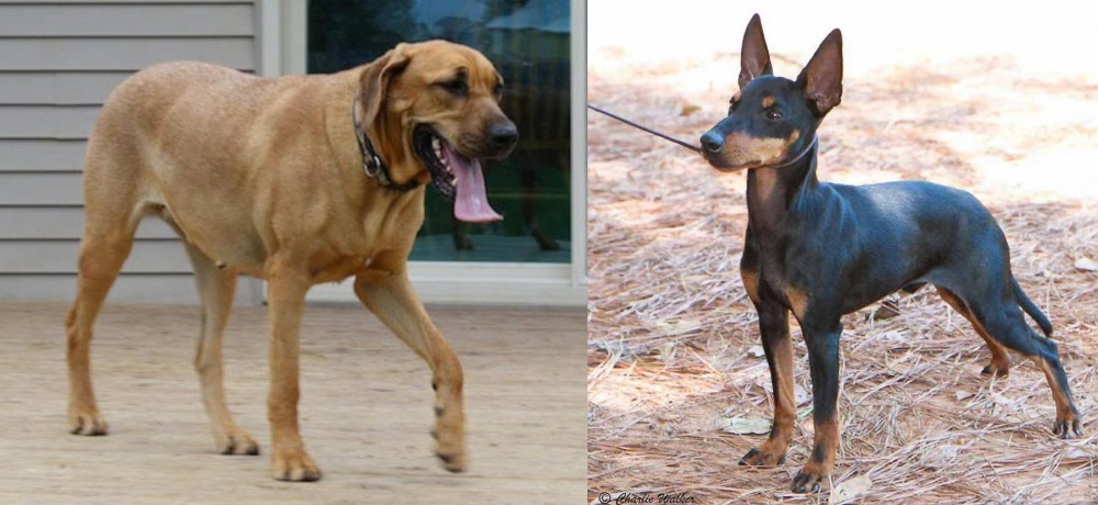 English Toy Terrier (Black & Tan) vs Danish Broholmer - Breed Comparison