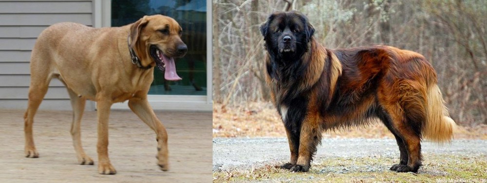 Estrela Mountain Dog vs Danish Broholmer - Breed Comparison