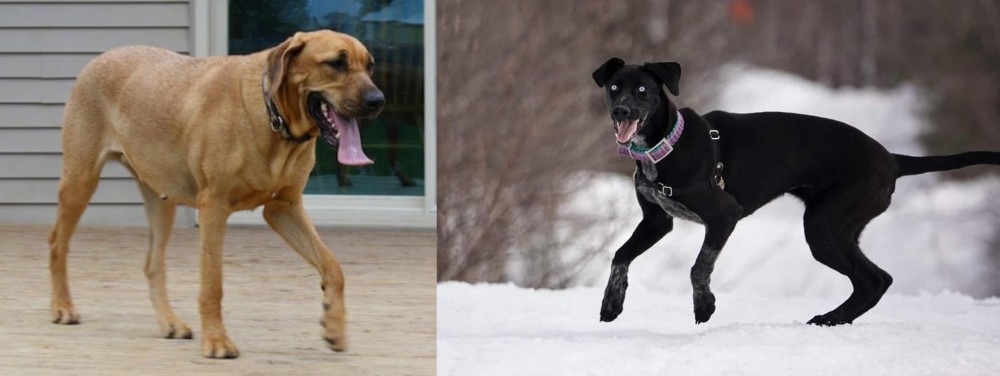 Eurohound vs Danish Broholmer - Breed Comparison