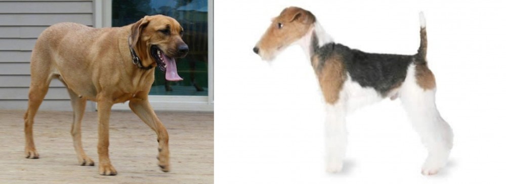 Fox Terrier vs Danish Broholmer - Breed Comparison