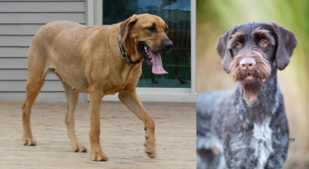 German Wirehaired Pointer vs Danish Broholmer - Breed Comparison