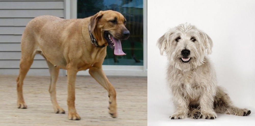 Glen of Imaal Terrier vs Danish Broholmer - Breed Comparison