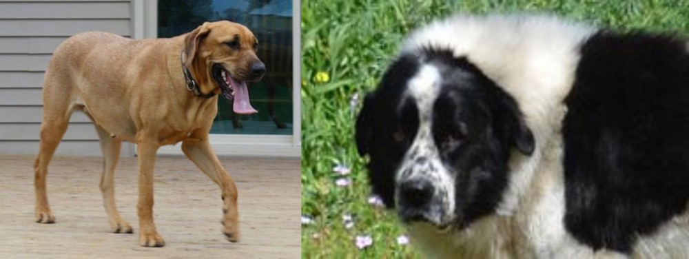 Greek Sheepdog vs Danish Broholmer - Breed Comparison